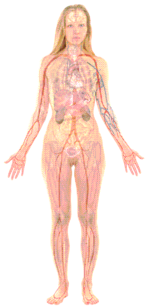 Female anatomy
